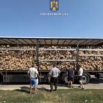 soferul unui tir incarcat cu material lemnos depistat in trafic cu mai multe nereguli 68b9a15490bee