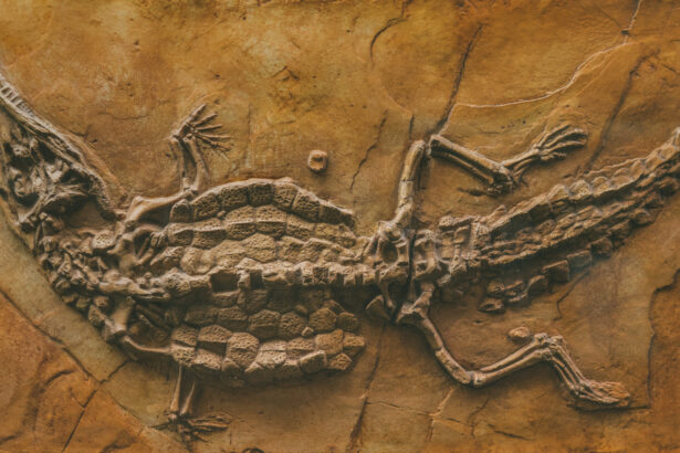 surpriza din fosile ce mancau crocodilii acum 66 de milioane de ani 68cac1d8c4add