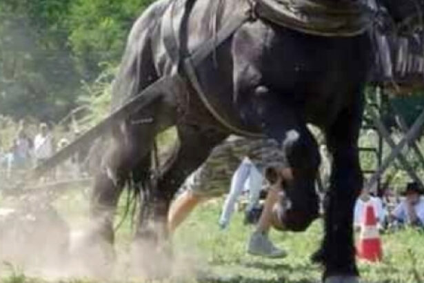 un judet din romania interzice concursurile cu cai care trag diferite greutati prevenim cruzimea fata de animale 68c0623d132ab