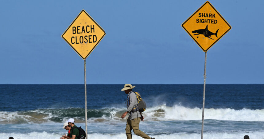 un surfer a fost ucis de un rechin in australia este primul astfel de atac mortal in sydney din 2022 incoace 68bc1665af819
