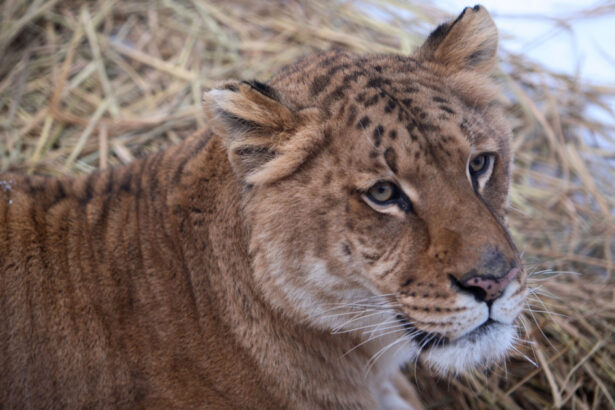 video copil de 5 ani muscat de un ligru la zoo in suceava incidentul vine dupa ce o fetita a fost atacata de o maimuta 68b8604d3d78a