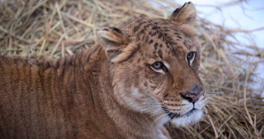 video copil de 5 ani muscat de un ligru la zoo in suceava incidentul vine dupa ce o fetita a fost atacata de o maimuta 68b8604d3d78a