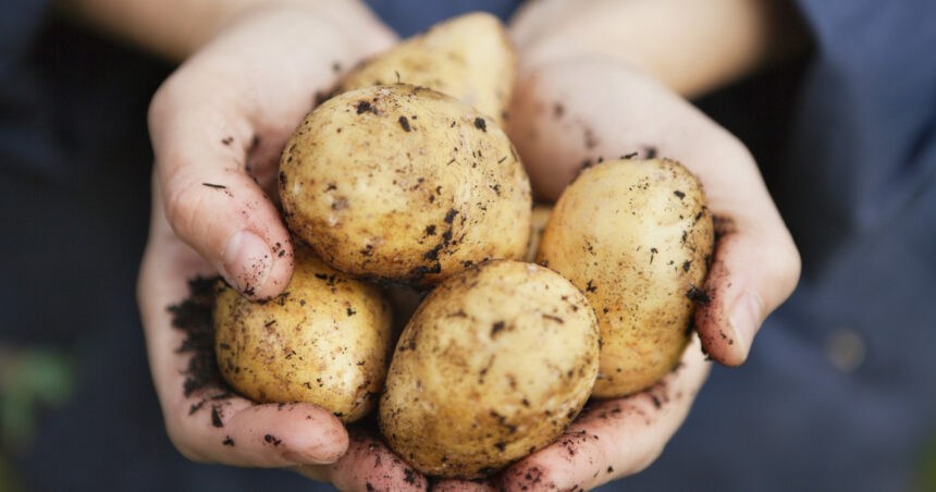 video cumpar trei patru pentru o masa cartofi mai putini si mai scumpi anul acesta in piete cu cat se vinde kilogramul 68ce3d6f8fb96