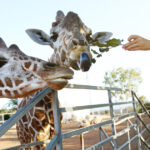 video efectul omului asupra animalelor la zoo care sunt animalele care se bucura ca ne vad dar si cele deranjate de prezenta vizitatorilor 68d76d1597d21