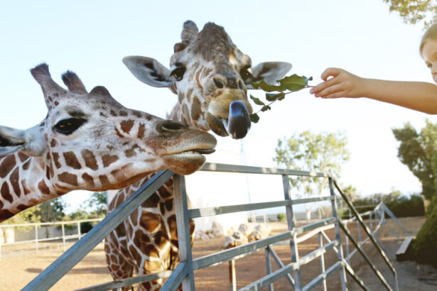 video efectul omului asupra animalelor la zoo care sunt animalele care se bucura ca ne vad dar si cele deranjate de prezenta vizitatorilor 68d76d1597d21