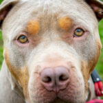 O femeie din Caraș-Severin a murit după ce a fost mușcată de câinele familiei, în propria curte; polițiștii au deschis dosar penal. 3 video o femeie din caras severin a murit dupa ce a fost muscata de cainele familiei in propria curte politistii au deschis dosar penal 68c26dbfa0248