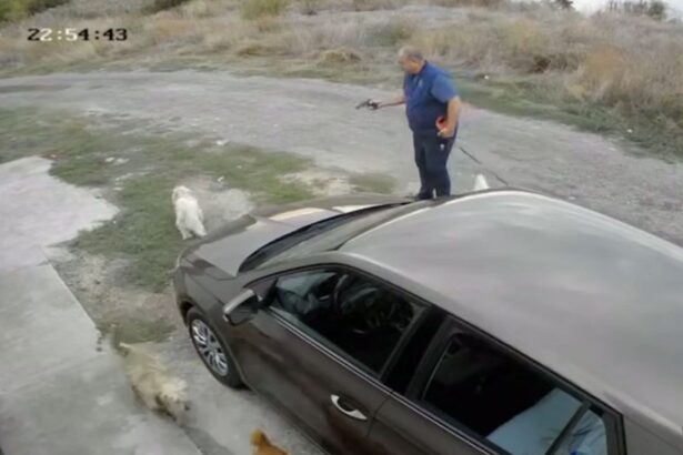 video stapan de caini dar impusca alti catei un bichon a fost traumatizat cu un pistol cu bile in cartierul palazu mare din constanta 68dc3af01d50a