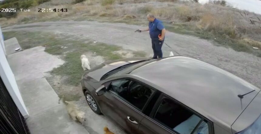 video stapan de caini dar impusca alti catei un bichon a fost traumatizat cu un pistol cu bile in cartierul palazu mare din constanta 68dc3af01d50a