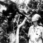 a murit jane goodall 10 realizari revolutionare care au rescris ceea ce intelegem despre natura si umanitate 68de8876325c5
