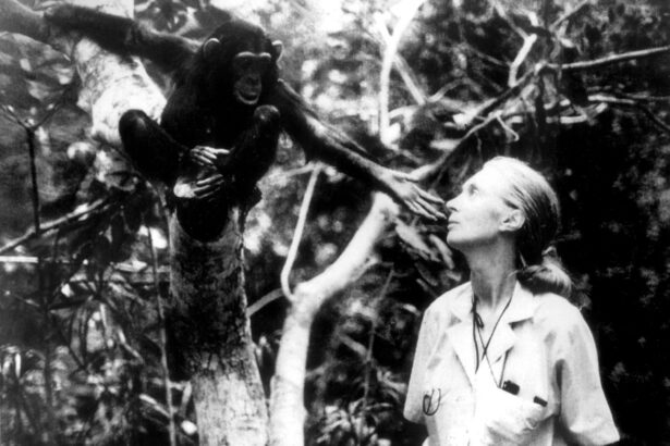 a murit jane goodall 10 realizari revolutionare care au rescris ceea ce intelegem despre natura si umanitate 68de8876325c5