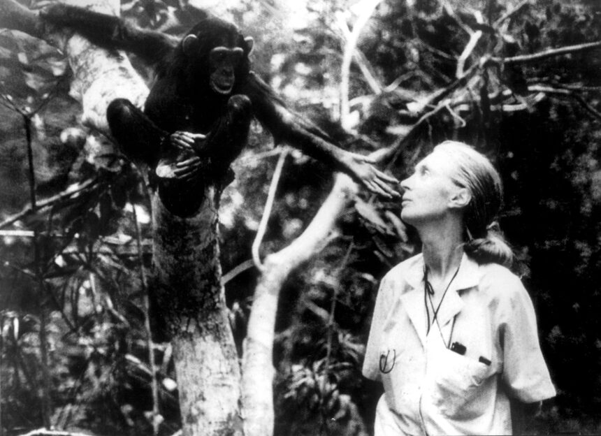 a murit jane goodall 10 realizari revolutionare care au rescris ceea ce intelegem despre natura si umanitate 68de8876325c5