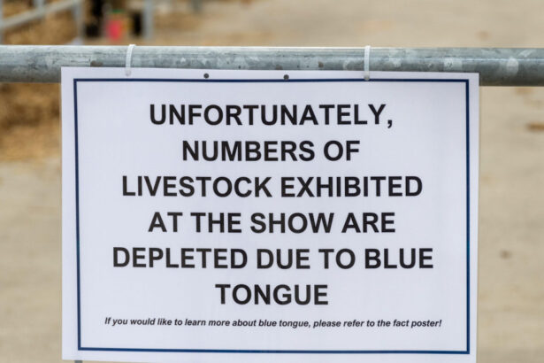 alerta epidemiologica in gorj focar de boala limbii albastre la bovine virusul se extinde in europa anunta expertii veterinari 68dd515ca941d