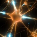 cercetatorii descoperit un nou tip de conexiune intre neuroni 68f79bf4a08b9