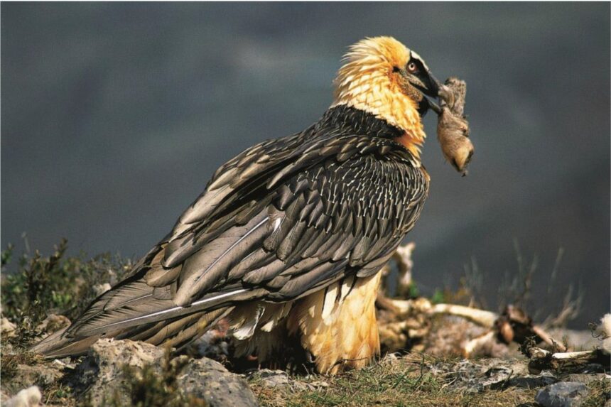 cuiburile de zagani pot contine artefacte culturale unele vechi chiar si de 650 de ani 68e2920b08568