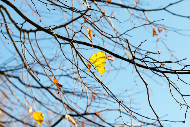 cum va fi vremea pana pe 17 noiembrie estimarile meteo pentru urmatoarele patru saptamani 68f7230486b35