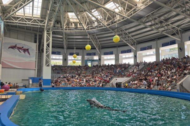 delfinariul din constanta ar putea primi cinci delfini donati din malta 68fdda7d220a8