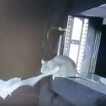 Fenomen natural spectaculos observat pentru prima dată de cercetători 7 fenomen spectaculos al naturii observat pentru prima data de oamenii de stiinta 6904c3e3af859