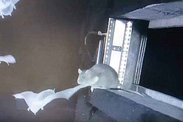 fenomen spectaculos al naturii observat pentru prima data de oamenii de stiinta 6904c3e3af859