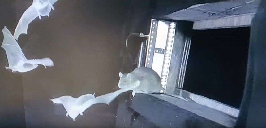 fenomen spectaculos al naturii observat pentru prima data de oamenii de stiinta 6904c3e3af859