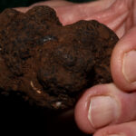 Doi bărbați amendați de jandarmi pentru cules ilegal de trufe în valoare de peste 10.000 lei 2 foto doi barbati amendati de jandarmi dupa ce au cules ilegal trufe de peste 10 000 lei 69008ebc13206