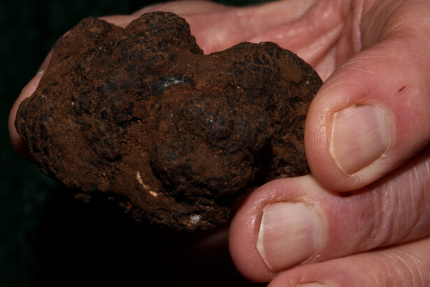 foto doi barbati amendati de jandarmi dupa ce au cules ilegal trufe de peste 10 000 lei 69008ebc13206