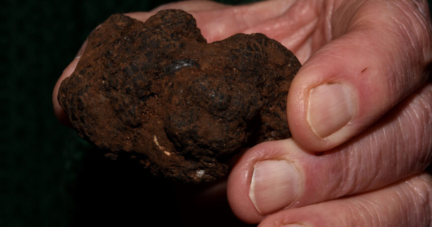 Doi bărbați amendați de jandarmi pentru cules ilegal de trufe în valoare de peste 10.000 lei 1 foto doi barbati amendati de jandarmi dupa ce au cules ilegal trufe de peste 10 000 lei 69008ebc13206