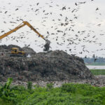 foto trei din cinci specii de pasari sunt in declin focile arctice aproape de disparitie criza biodiversitatii se adanceste 68eb6bd5d5cce