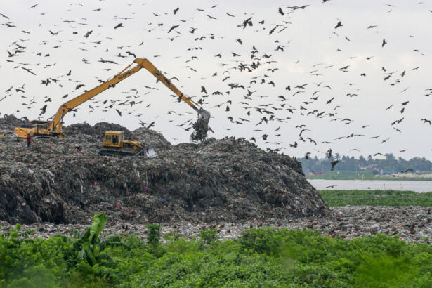 foto trei din cinci specii de pasari sunt in declin focile arctice aproape de disparitie criza biodiversitatii se adanceste 68eb6bd5d5cce