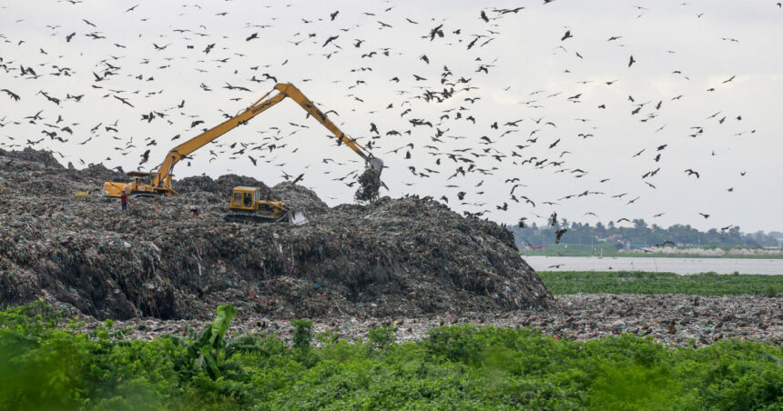 foto trei din cinci specii de pasari sunt in declin focile arctice aproape de disparitie criza biodiversitatii se adanceste 68eb6bd5d5cce