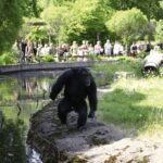 În 1997, un cimpanzeu de la o grădină zoologică din Suedia a impresionat cercetătorii. 15 in 1997 un cimpanzeu de la o gradina zoologica din suedia i a uimit pe cercetatori 68fcdad194a97