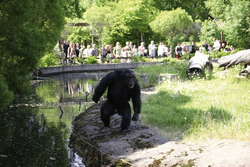 În 1997, un cimpanzeu de la o grădină zoologică din Suedia a impresionat cercetătorii. 1 in 1997 un cimpanzeu de la o gradina zoologica din suedia i a uimit pe cercetatori 68fcdad194a97