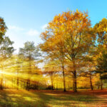 Meteorologii prognozează temperaturi mai ridicate și precipitații reduse în noiembrie. Previziunile pentru următoarele patru săptămâni 5 meteorologii anunta vreme mai calda si ploi mai putine in noiembrie estimarile pentru urmatoarele patru saptamani 690072a900de2