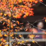 Meteorologii au actualizat prognoza pentru următoarele săptămâni. Cum va fi vremea în noiembrie 2 meteorologii au revizuit estimarile pentru urmatoarele saptamani cum va fi vremea in noiembrie 690471a15e96a