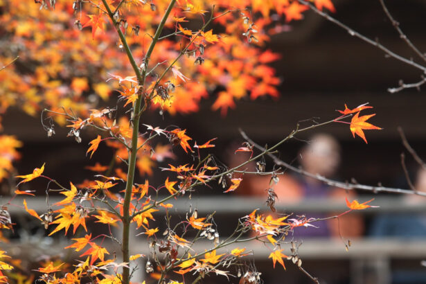 meteorologii au revizuit estimarile pentru urmatoarele saptamani cum va fi vremea in noiembrie 690471a15e96a