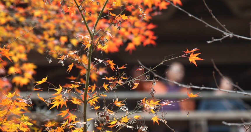 Meteorologii au actualizat prognoza pentru următoarele săptămâni. Cum va fi vremea în noiembrie 1 meteorologii au revizuit estimarile pentru urmatoarele saptamani cum va fi vremea in noiembrie 690471a15e96a