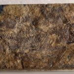 o noua specie minuscula de peste preistoric dezvaluie originile somnului si crapului 68e52e1d1179b