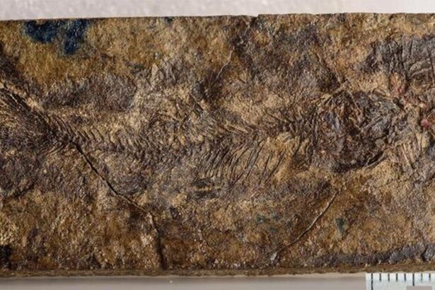 o noua specie minuscula de peste preistoric dezvaluie originile somnului si crapului 68e52e1d1179b