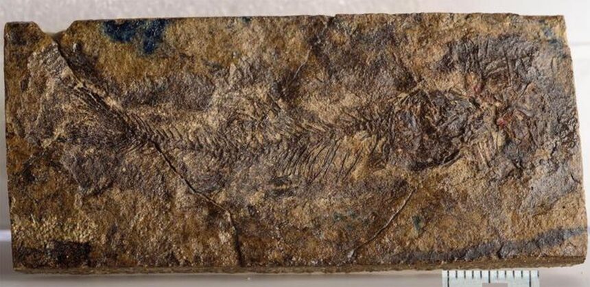o noua specie minuscula de peste preistoric dezvaluie originile somnului si crapului 68e52e1d1179b