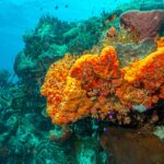 oamenii de stiinta au identificat primele animale care au evoluat pe pamant 68e3d57b27b18