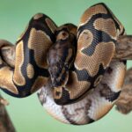 Cercetătorii au investigat compoziția cristalelor „urinate” de reptile. 5 reptilele urineaza cristale iar cercetatorii au vrut sa afle din ce sunt compuse 68fc7fca10531