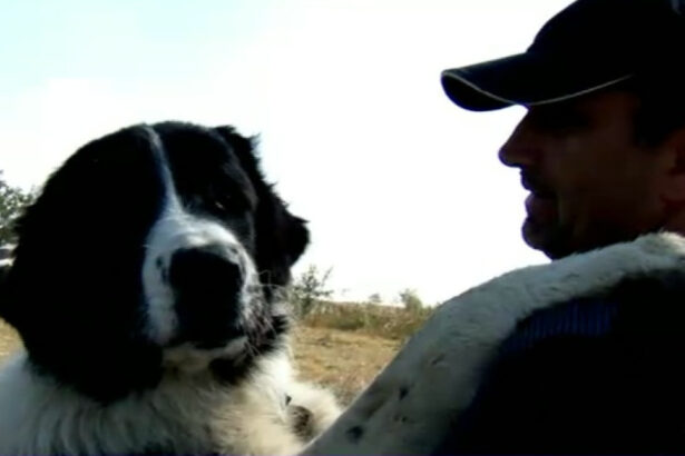 video caini de lucru din romania la cautare in italia ciobanescul mioritic si cel de bucovina printre cei mai aprigi strajeri ai stanelor 68f5bf943ba2b