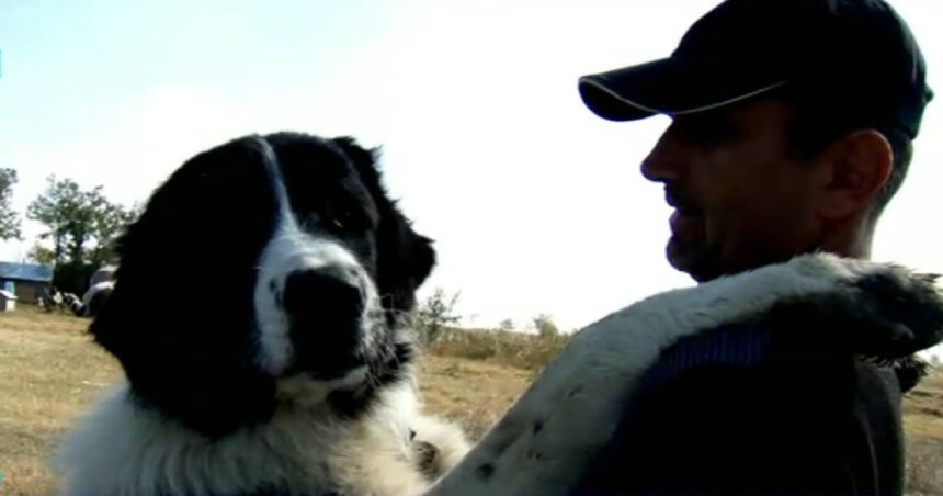 video caini de lucru din romania la cautare in italia ciobanescul mioritic si cel de bucovina printre cei mai aprigi strajeri ai stanelor 68f5bf943ba2b