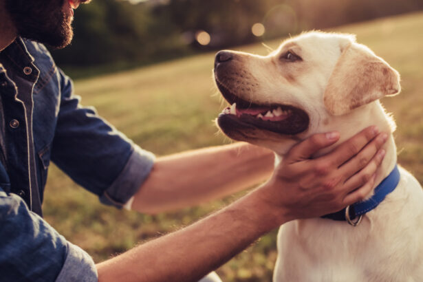 video custodia unui caine disputata in instanta fostul proprietar l a acuzat pe actualul stapan de neglijenta ce a decis judecatorul 68e4c69b79944