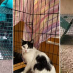 Poveștile animăluțelor salvate după explozia din Rahova. Peste 30 de suflete recuperate de voluntari printr-o metodă inedită. 3 video povestile animalutelor salvate dupa explozia din rahova peste 30 de suflete au fost recuperate de voluntari printr o metoda inedita 6901a09e080cf