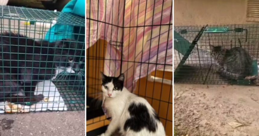 Poveștile animăluțelor salvate după explozia din Rahova. Peste 30 de suflete recuperate de voluntari printr-o metodă inedită. 1 video povestile animalutelor salvate dupa explozia din rahova peste 30 de suflete au fost recuperate de voluntari printr o metoda inedita 6901a09e080cf