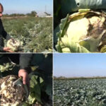 video pur si simplu este sparta disperare printre agricultori dupa ce ploile din ultimele zile le au distrus culturile de varza 68e9f60129cb2