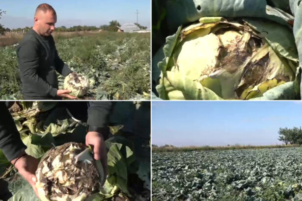 video pur si simplu este sparta disperare printre agricultori dupa ce ploile din ultimele zile le au distrus culturile de varza 68e9f60129cb2