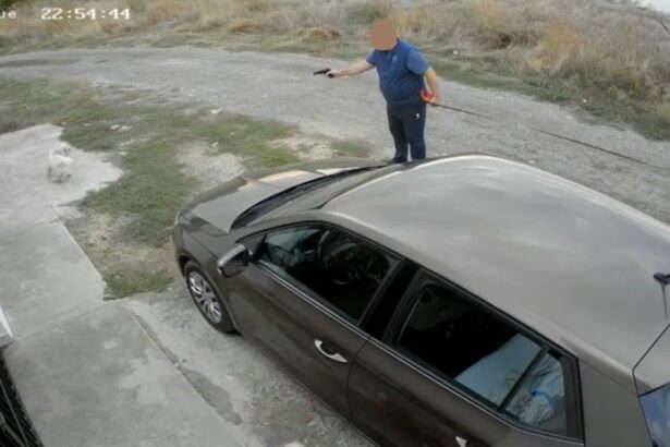 video update a fost amendat barbatul care a tras cu un pistol cu bile intr un caine in palazu mare dus la audieri este directorul unei firme cunoscute 68dd2e8a9acc8