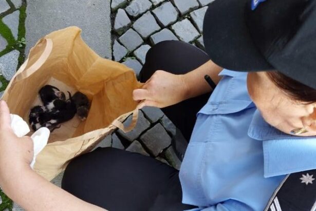 zeci de cazuri de cruzime fata de animale la constanta 19 dosare penale si peste 45 de caini si pisici salvate 68e9810414cd1
