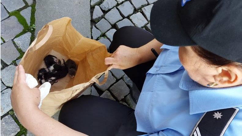 zeci de cazuri de cruzime fata de animale la constanta 19 dosare penale si peste 45 de caini si pisici salvate 68e9810414cd1